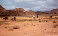 Camels in the Desert, Wadi Rum