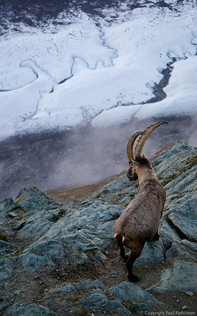 Ibex (Steinbock) above Gornergletscher