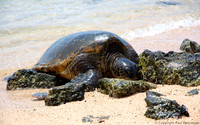 Turtle on Poipu Beach, Kauai