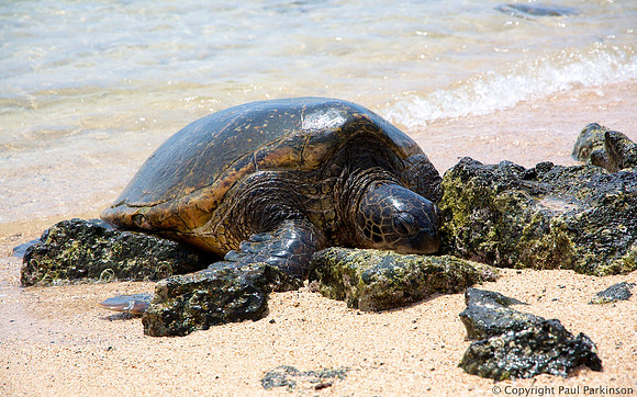 Turtle on Poipu Beach, Kauai