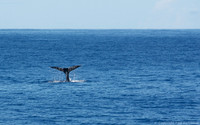 Humpback whale fluke, Kauai
