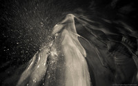 Bottlenose dolphin near Honolulu