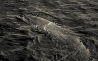 Bottlenose Dolphin near Honolulu