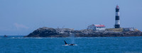 Orca near Race Rocks