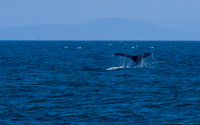 Whale fluke in Puget Sound