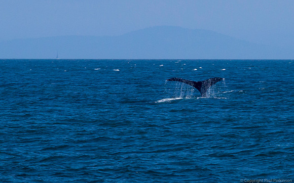 Whale fluke in Puget Sound