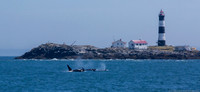 Orca pod near Race Rocks