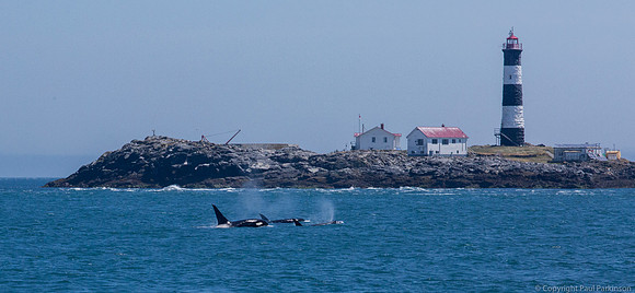Orca pod near Race Rocks