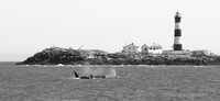 Orca pod near Race Rocks
