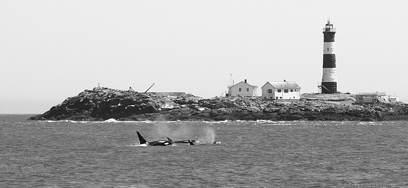 Orca pod near Race Rocks