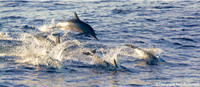 Spinner Dolphins pod, Kauai