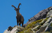 Ibex near Lac Blanc, Chamonix Valley