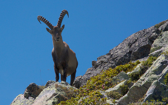 Ibex near Lac Blanc, Chamonix Valley