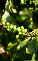 Kauai Coffee plantation