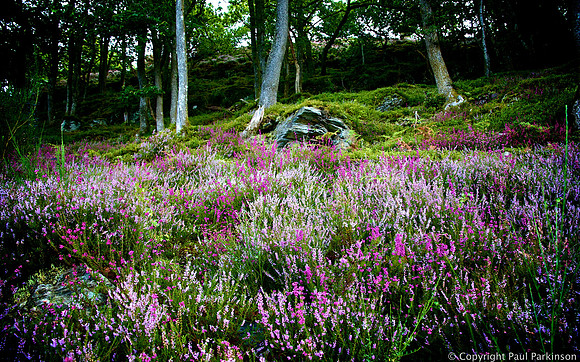 Woodland Heather, Perthshire