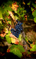 Ripening vine at Brightwell Vineyard, Oxfordshire
