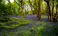 English woodlands with bluebells in May