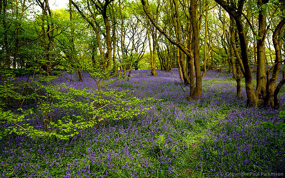English woodlands with bluebells in May