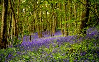 English woodlands with bluebells in May