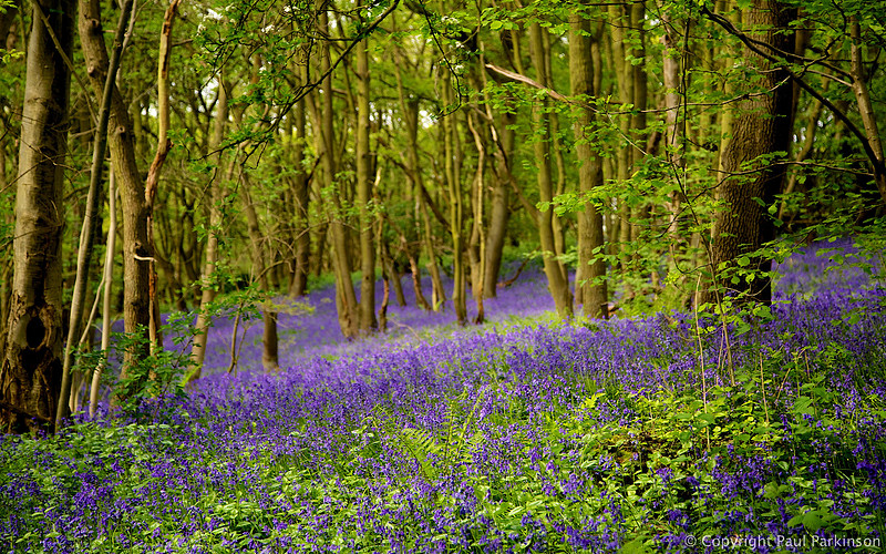 English woodlands with bluebells in May