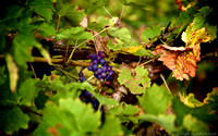 Ripening vine at Brightwell Vineyard, Oxfordshire