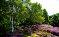 Heather woodlands near Comrie, Scotland