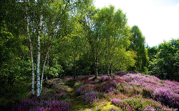 Heather woodlands near Comrie, Scotland