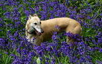 My greyhound in the bluebells